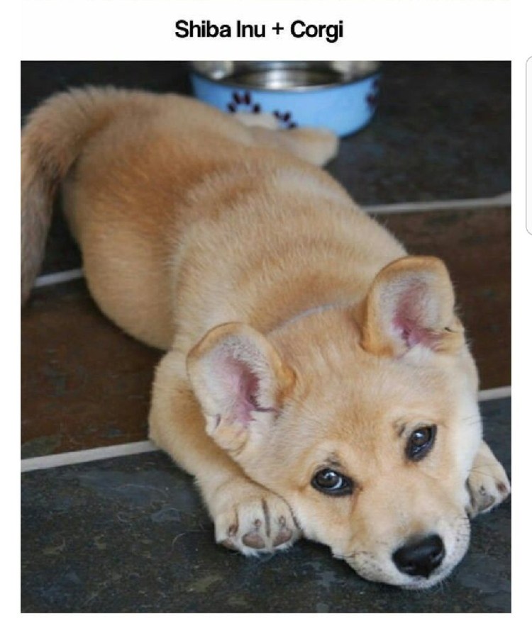 Сиба ину и корги