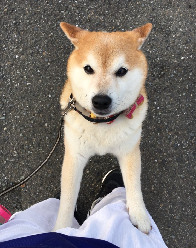 Метис Шиба ину