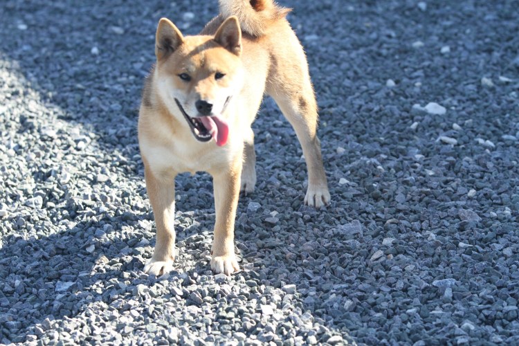 Метис Джек Рассела и сиба ину