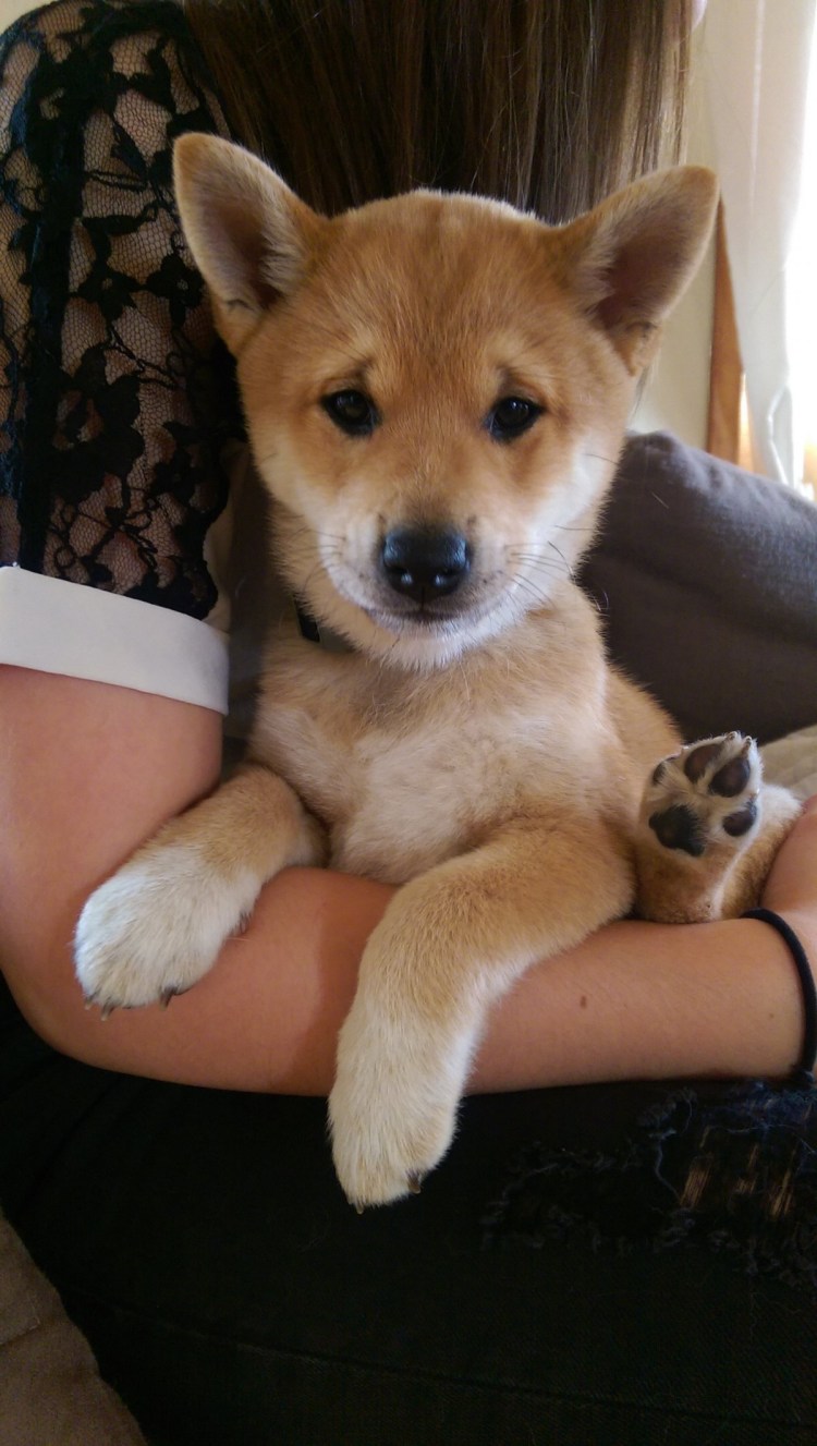 Помесь сиба ину