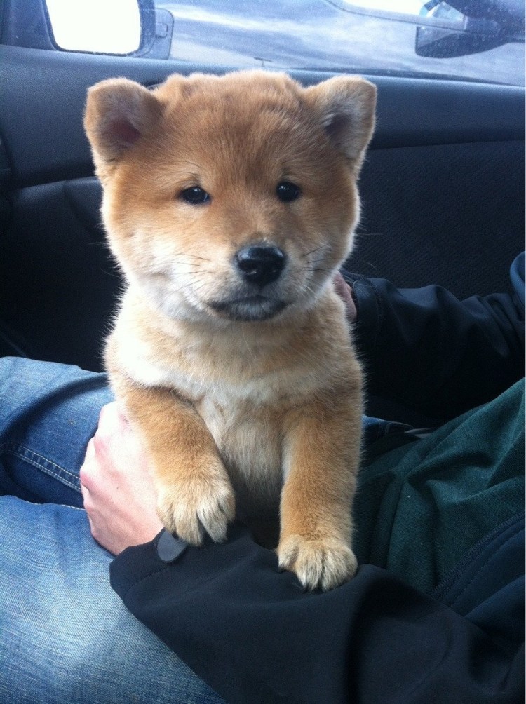 Чау чау и сиба ину