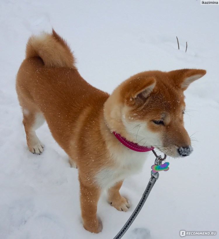 Шиба ину лалафанфан