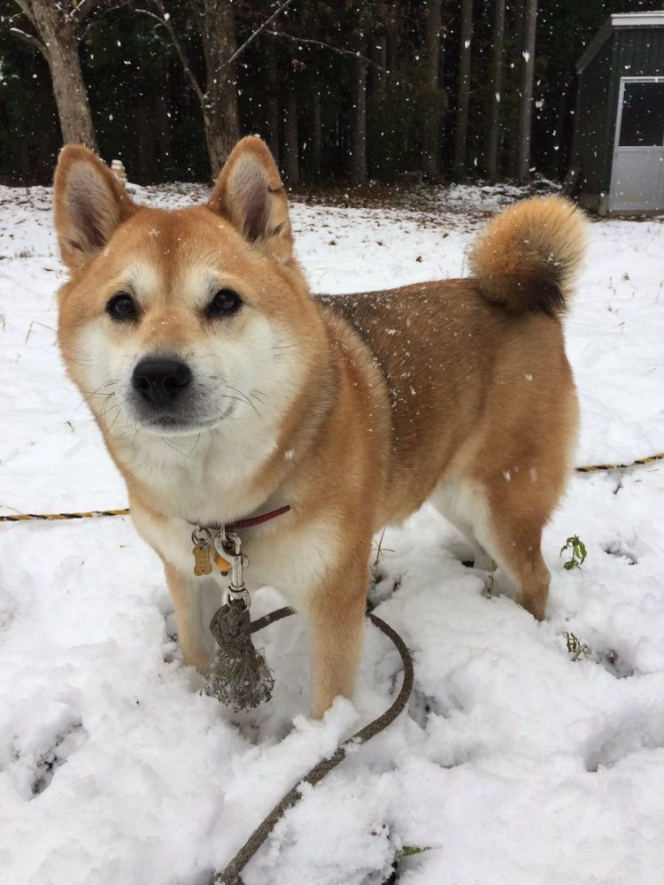 Помесь сиба ину