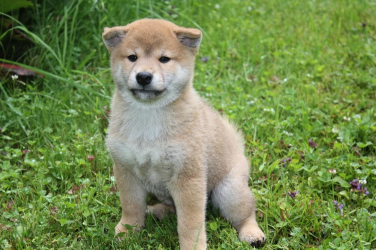 Метис сиба ину