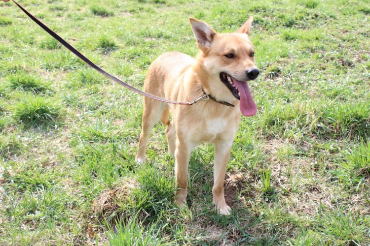 Овчарка и Акита ину