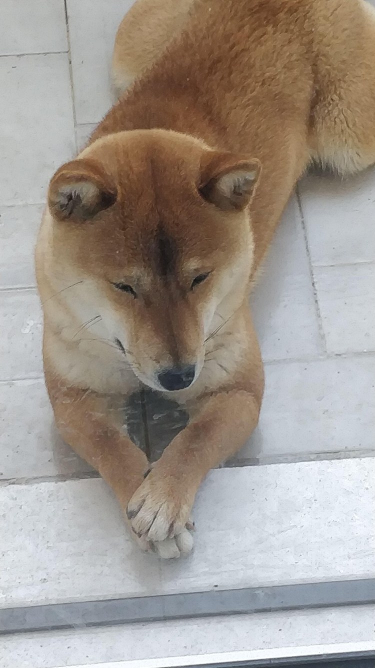 Шарпей и сиба ину