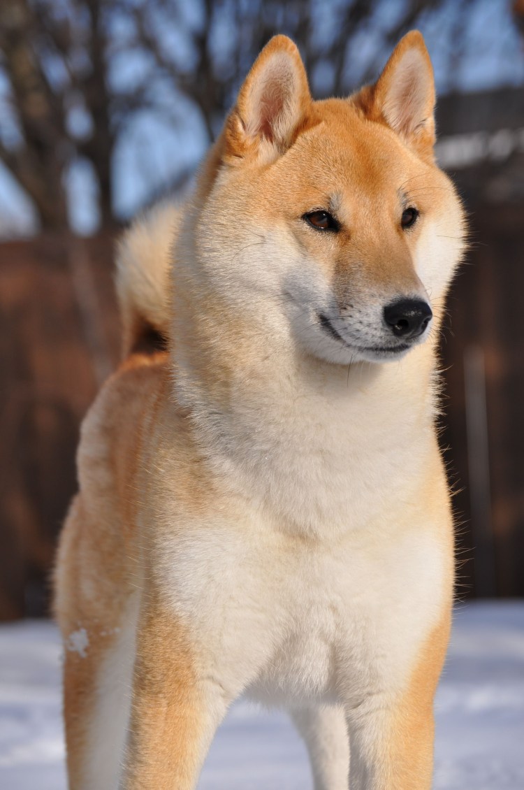 Метис сиба ину