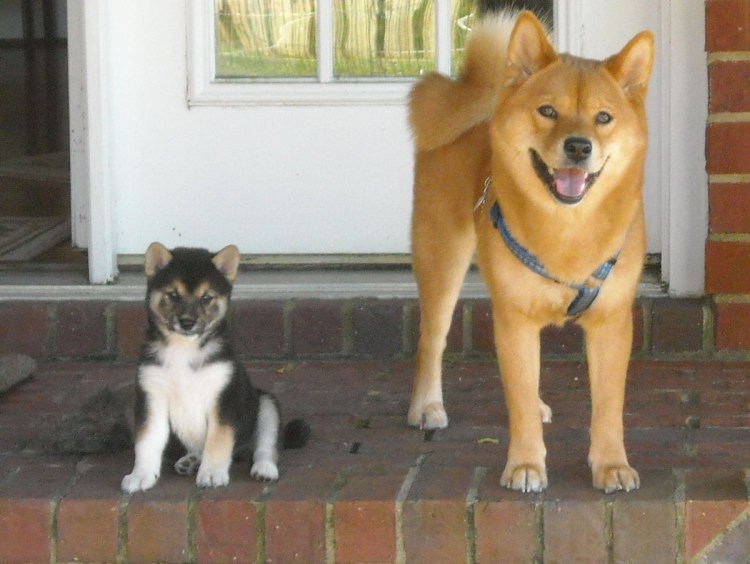 Помесь сиба ину