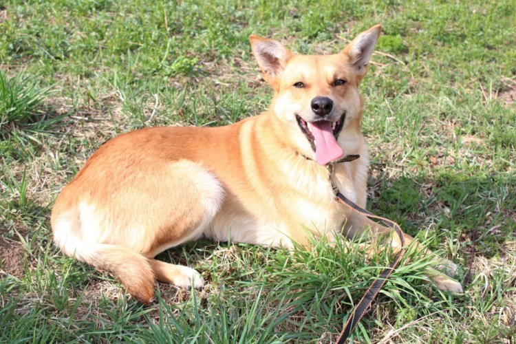 Маленькая ручная собака рыжая