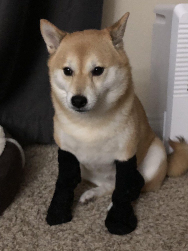 Метис сиба ину и хаски