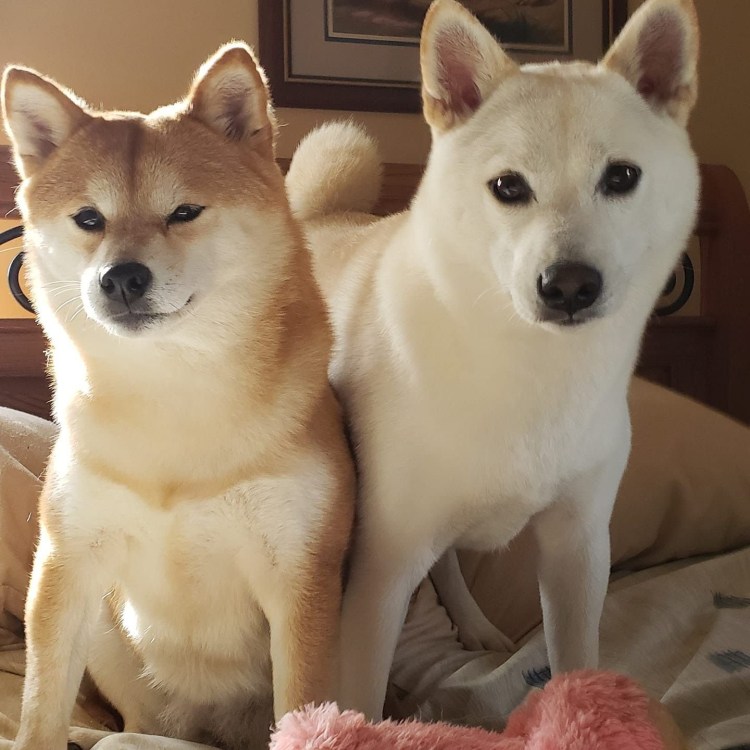 Сиба ину и хаски