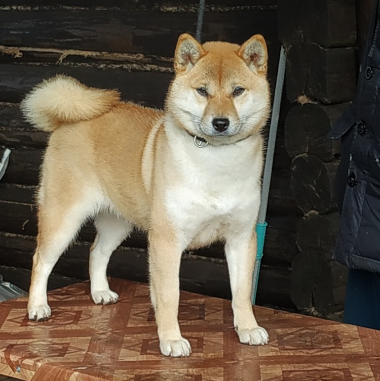 Лайка Акита