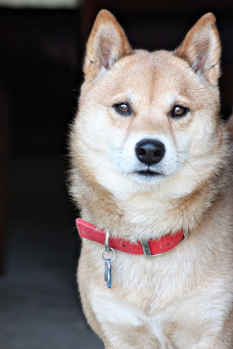 Помесь сиба ину