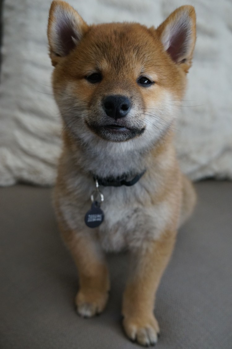 Сиба ину и хаски