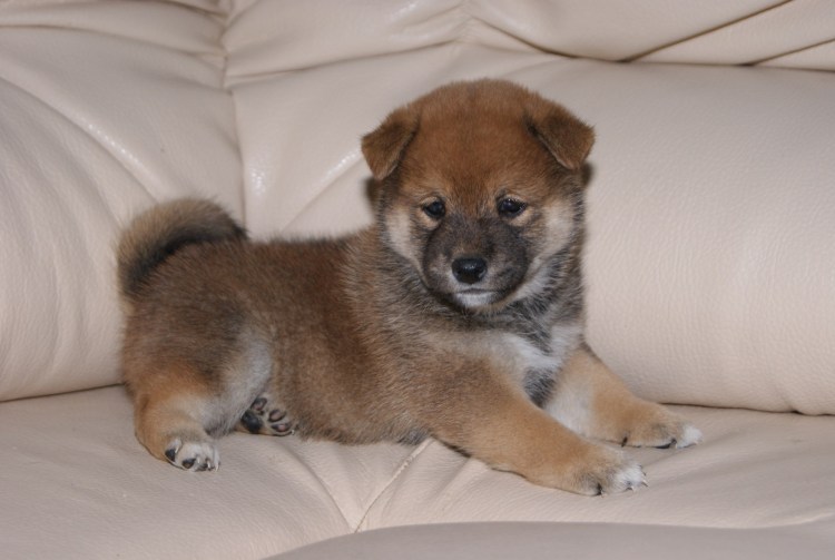 Метисы сиба ину щенки