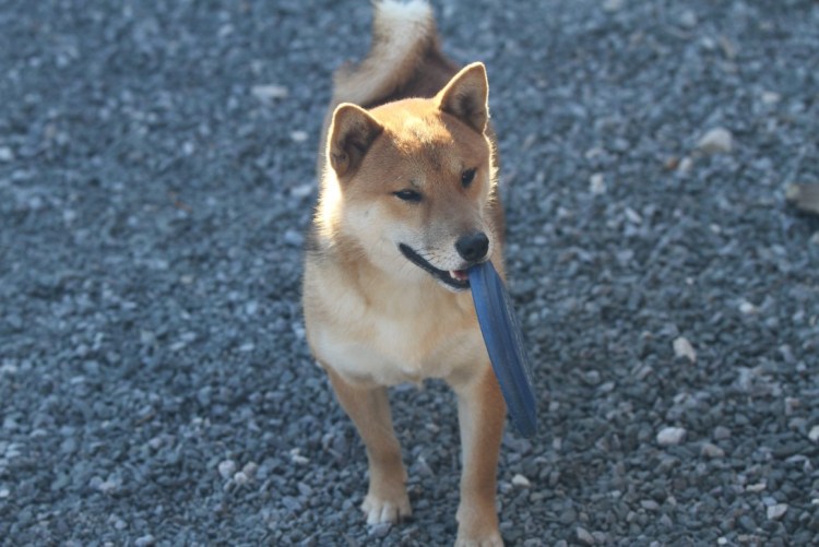 Метис сиба ину