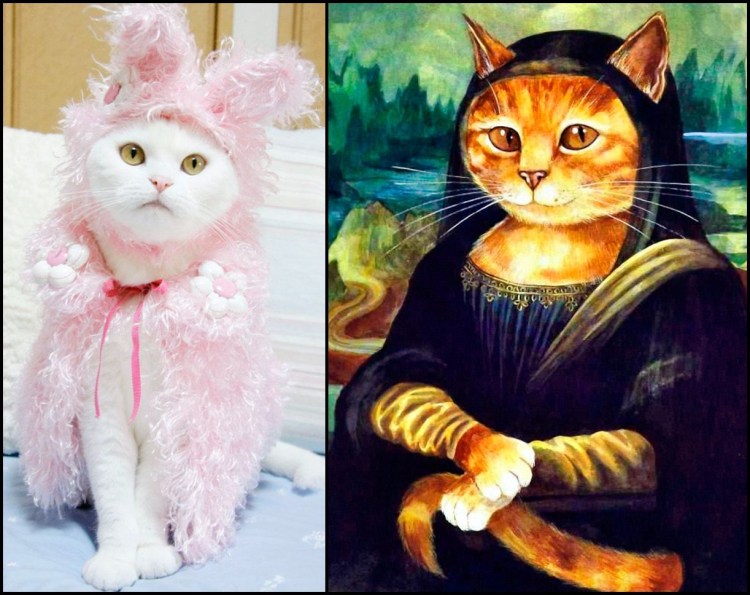 Кошка в одежде иллюстрация