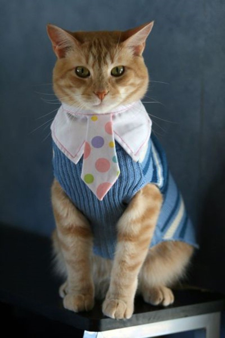 Кот в одежде