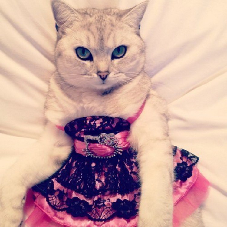 Котики жених и невеста