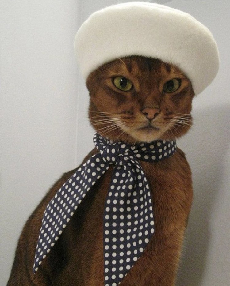 Шляпки для котов