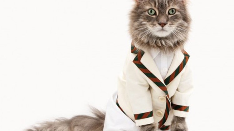 Стильная кошка