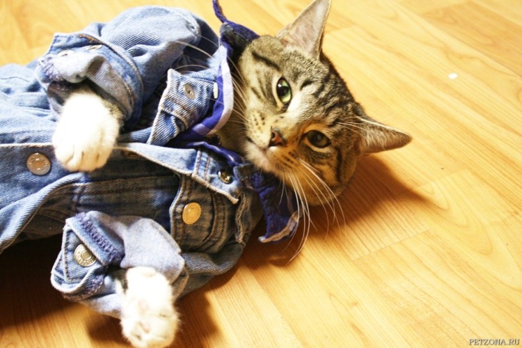 Кот в джинсах