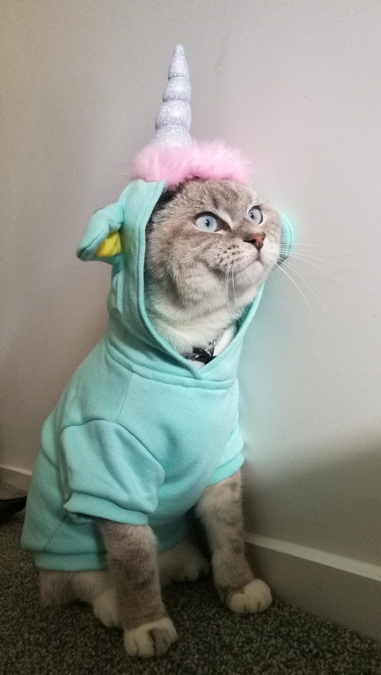 Зимняя одежда для кошек