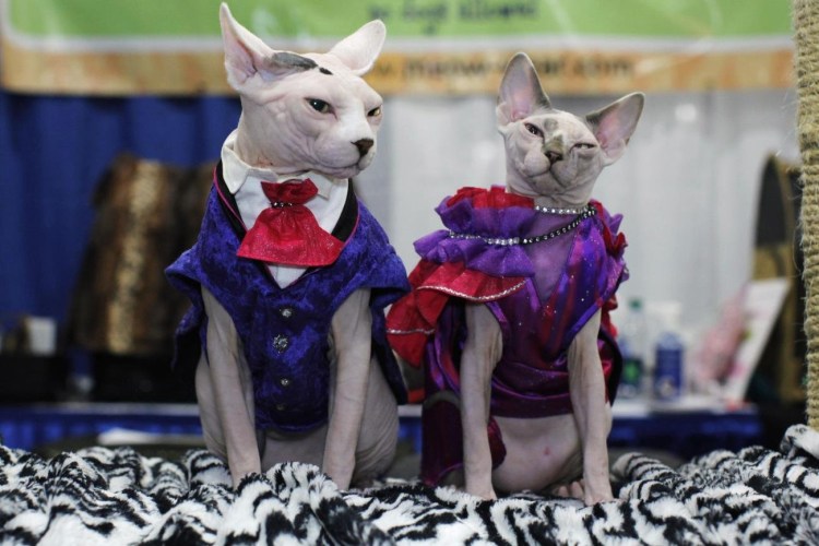 Кот в одежде