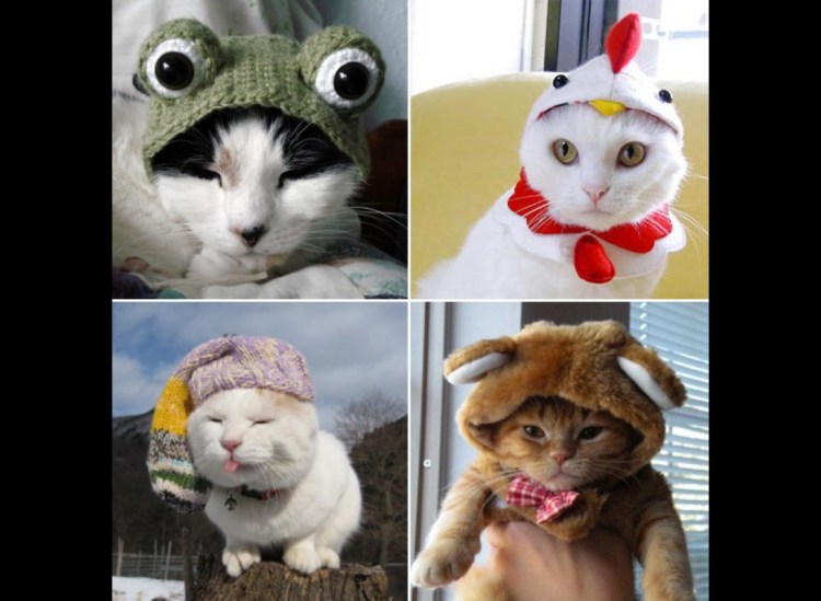 Кот в розовом костюмчике