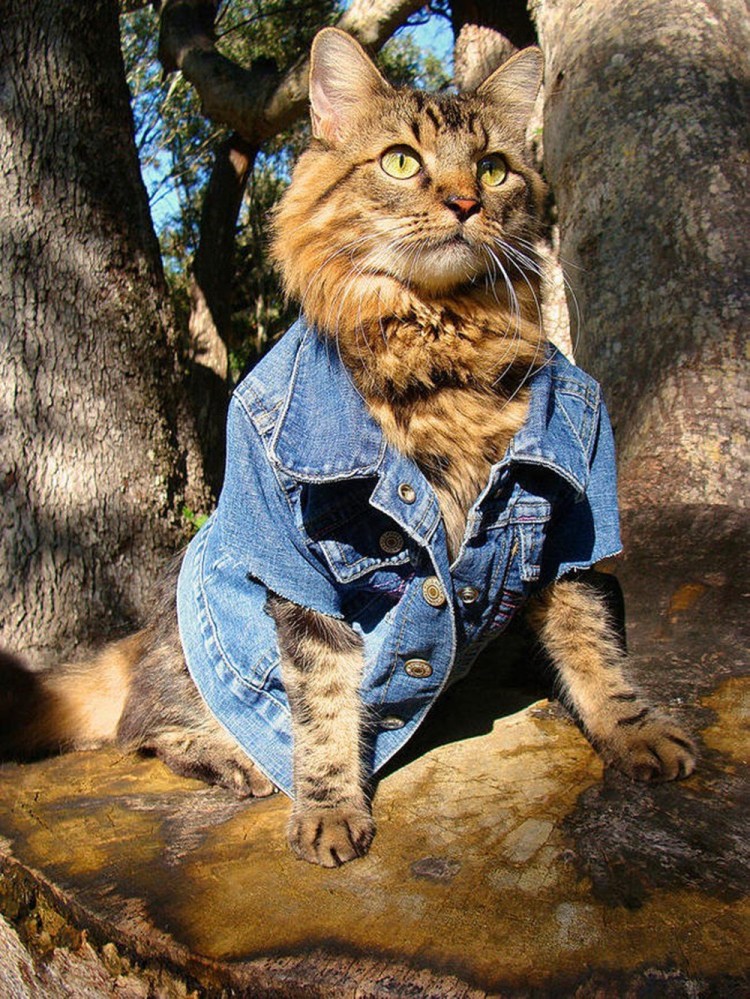 Одежда для кошек