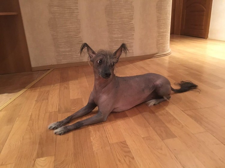 Ксолоинсткуикли порода собак