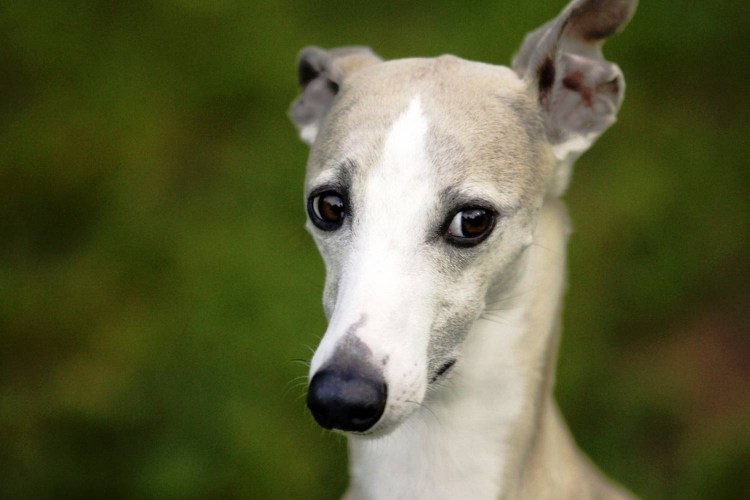 Левретка хохлатая