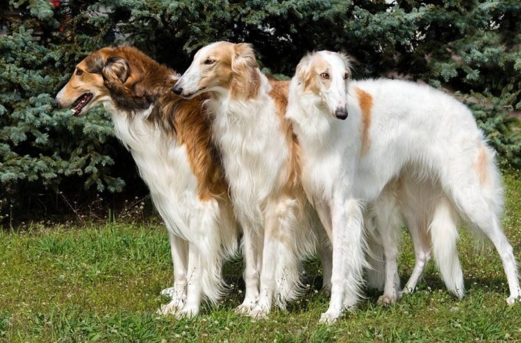 Русская псовая борзая с хендлером