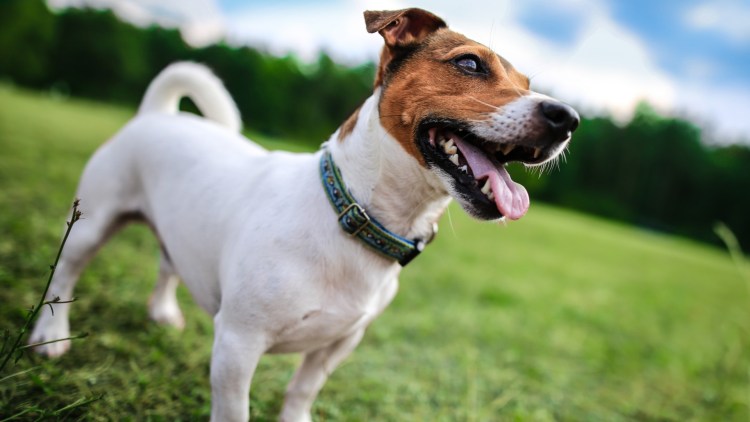 Джек Рассел собака