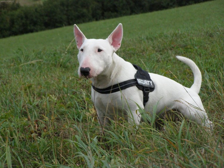 Бультерьер Триколор