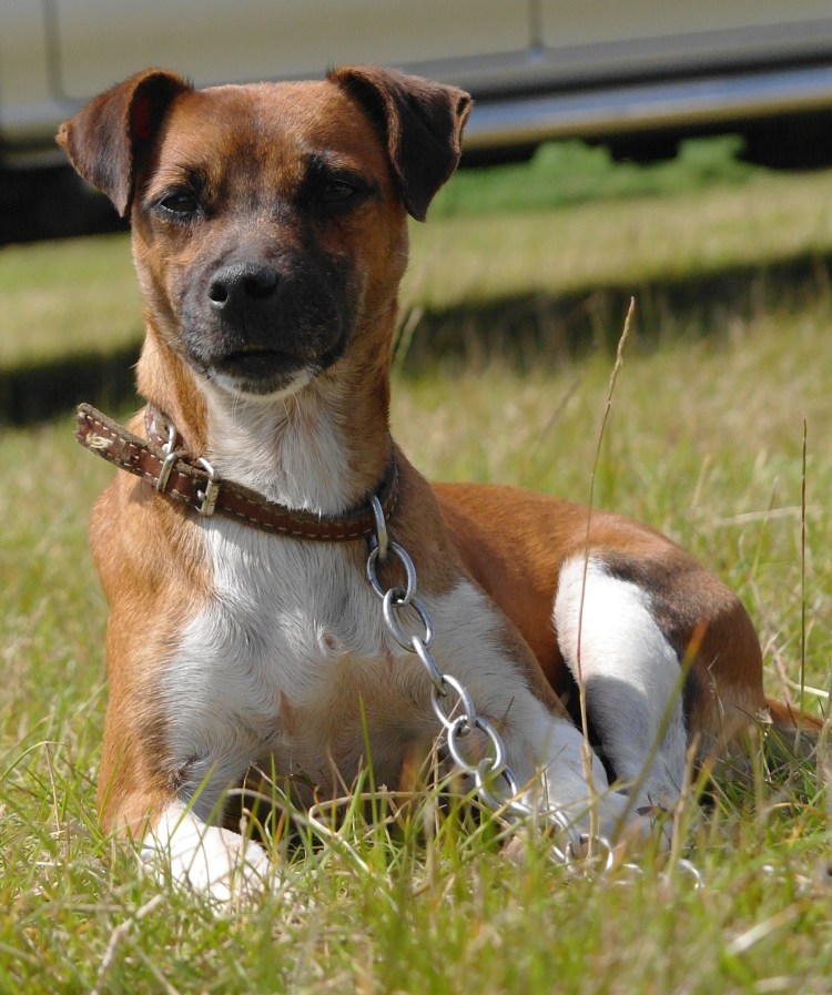 Фокс-терьер охотничья гладкошерстный