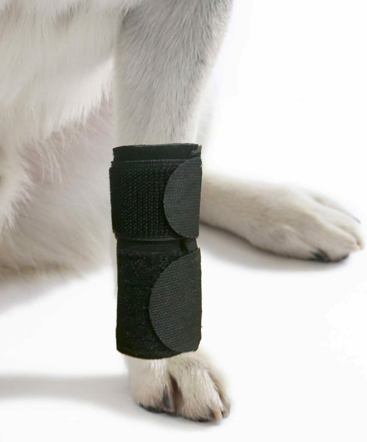 Порода собак басенджи