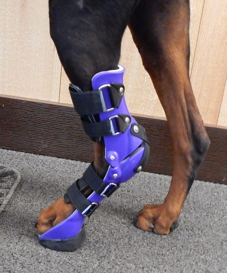 Ортез для собаки на заднюю лапу