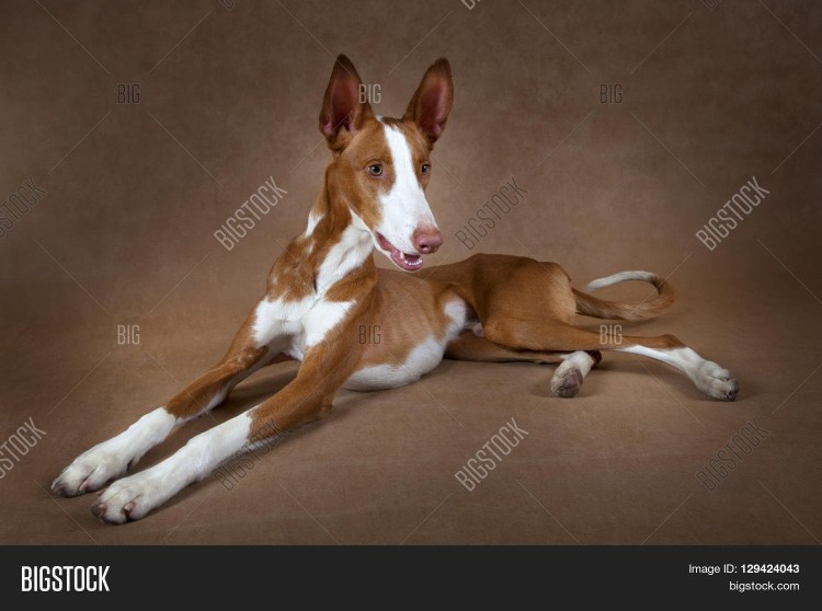 Стандарт окрас породы Бигль