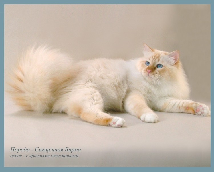 Невская маскарадная короткошерстная