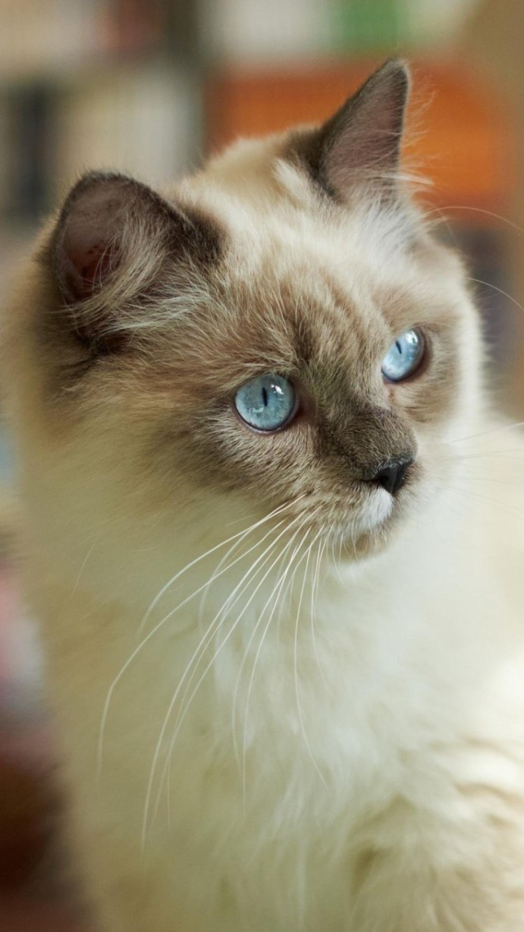 Бирманская кошка рыжая