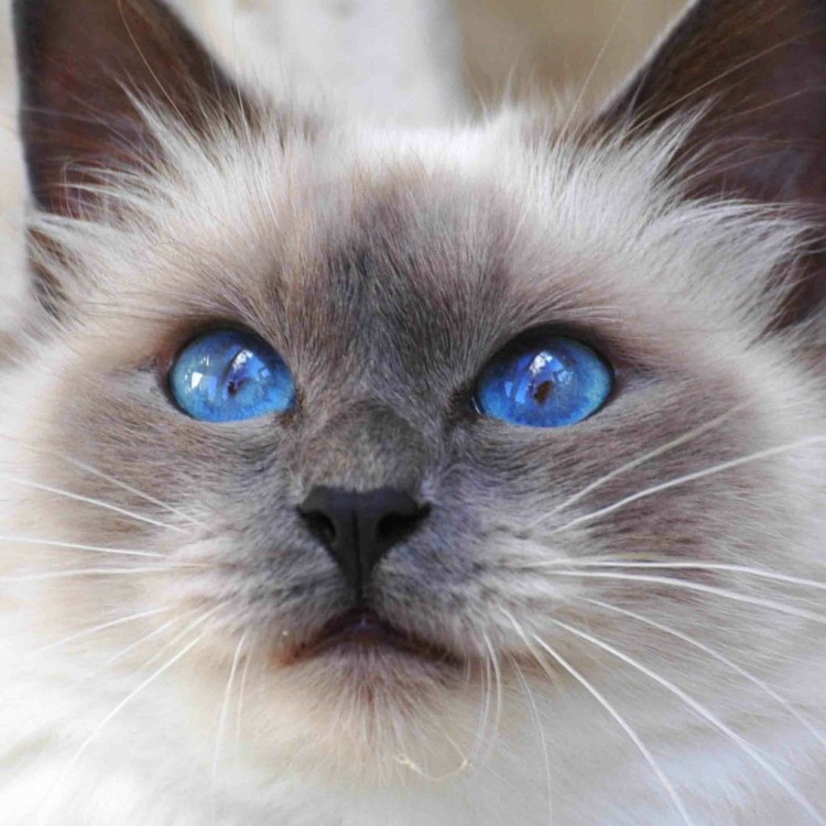 Табби Блю Пойнт тайская