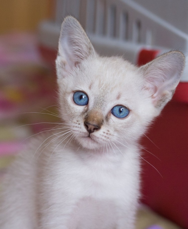 Охос азулес черный