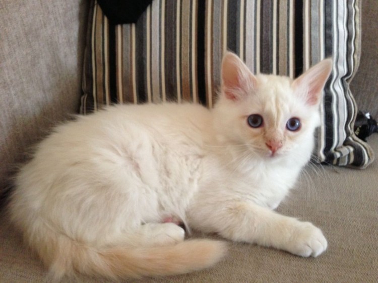 Серая полосатая кошка с голубыми глазами