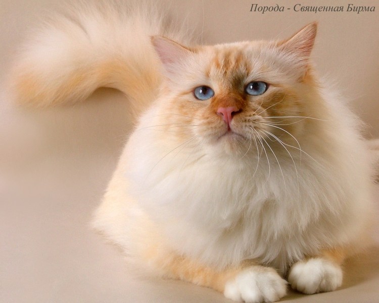 Персидские и ангорские кошки