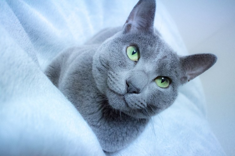 Рэгдолл рыжий