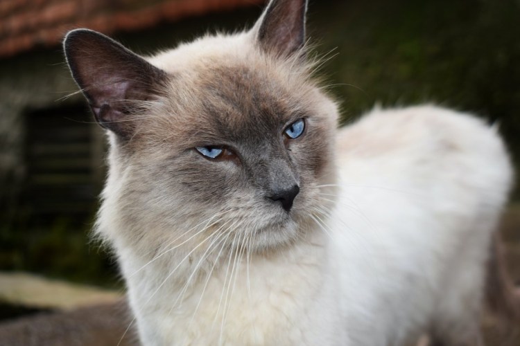 Алтайская голубоглазая кошка