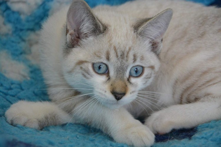 Сиамская пушистая