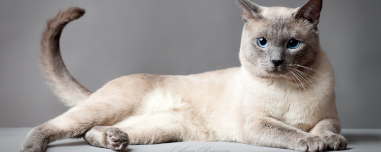 Блю поинт шотландский вислоухий