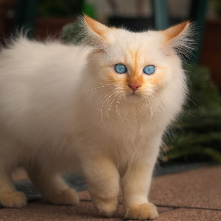 Кремовая кошка с голубыми глазами